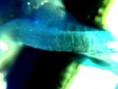 /album/galerie-de-photos-page-daccueil/dissection-1-avec-outil-jpg1/